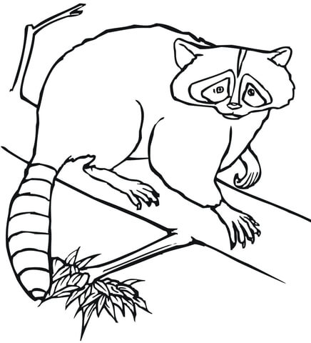 Raccoon Sits On A Tree Coloring Page